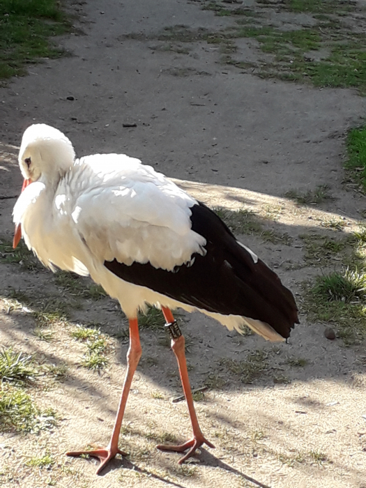 storch_dossmann.jpg
